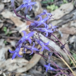 Lobelia gibbosa at Byadbo Wilderness, NSW - 17 Apr 2022 08:53 AM