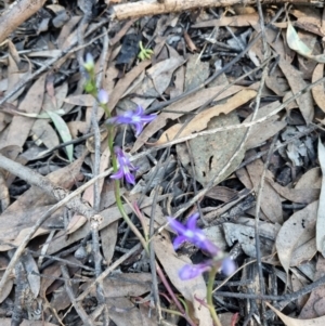 Lobelia dentata/gibbosa at Byadbo Wilderness, NSW - 17 Apr 2022 08:51 AM