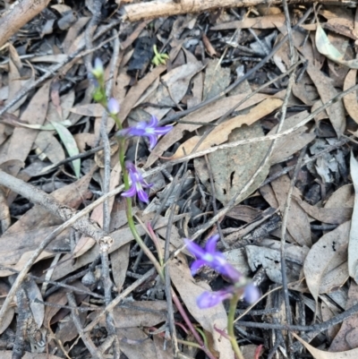 Lobelia dentata/gibbosa (Lobelia dentata or gibbosa) at Byadbo Wilderness, NSW - 16 Apr 2022 by jpittock