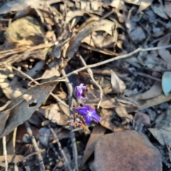 Lobelia gibbosa (Tall Lobelia) at Byadbo Wilderness, NSW - 16 Apr 2022 by jpittock