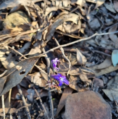 Lobelia gibbosa (Tall Lobelia) at Byadbo Wilderness, NSW - 17 Apr 2022 by jpittock