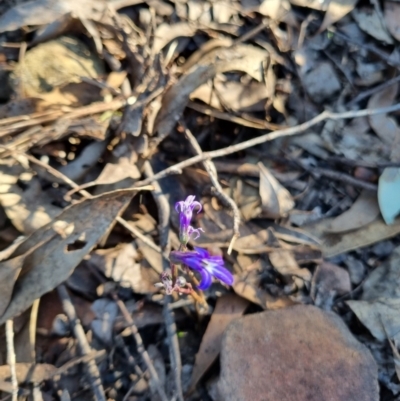 Lobelia gibbosa (Tall Lobelia) at Byadbo Wilderness, NSW - 16 Apr 2022 by jpittock