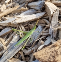 Acrida conica (Giant green slantface) at Black Street Grasslands to Stirling Ridge - 19 Mar 2022 by jpittock