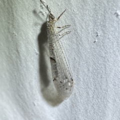 Bandidus canifrons (An Antlion Lacewing) at Numeralla, NSW - 17 Apr 2022 by Steve_Bok