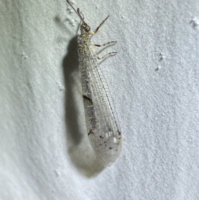 Bandidus canifrons (An Antlion Lacewing) at Numeralla, NSW - 17 Apr 2022 by SteveBorkowskis