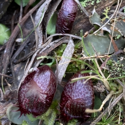Corysanthes hispida (Bristly Helmet Orchid) at Mount Jerrabomberra QP - 18 Apr 2022 by AnneG1