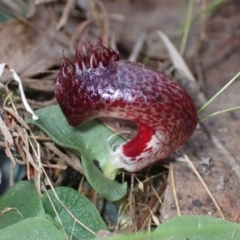 Corysanthes hispida at Jerrabomberra, NSW - 18 Apr 2022