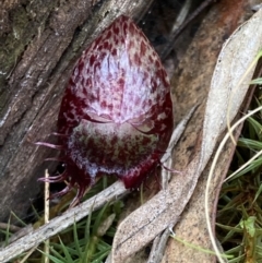 Corysanthes hispida at Jerrabomberra, NSW - 18 Apr 2022