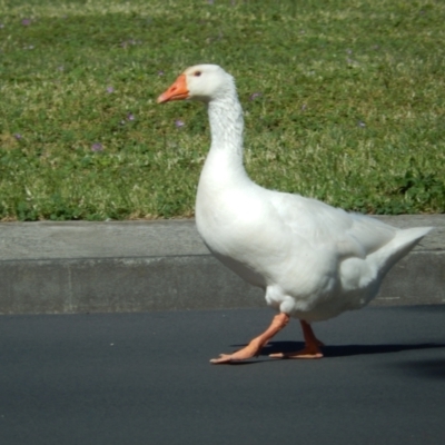 Anser anser (Greylag Goose (Domestic type)) at Granton, TAS - 15 Nov 2019 by Birdy