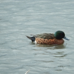 Anas castanea (Chestnut Teal) at Goulds Lagoon Sanctuary - 16 Nov 2019 by Amata