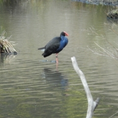Porphyrio melanotus (Australasian Swamphen) at Granton, TAS - 16 Nov 2019 by Birdy