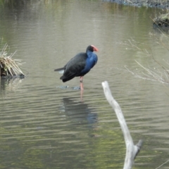 Porphyrio melanotus (Australasian Swamphen) at Goulds Lagoon Sanctuary - 15 Nov 2019 by Birdy