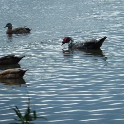 Cairina moschata (Muscovy Duck (Domestic Type)) at Goulds Lagoon Sanctuary - 15 Nov 2019 by Birdy