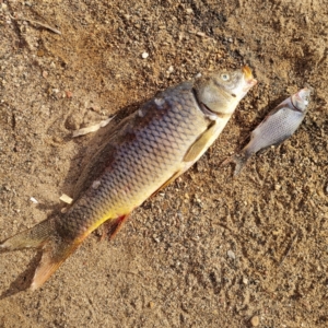 Cyprinus carpio at Lake Cargelligo, NSW - 18 Apr 2022 08:16 AM