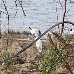 Ardea alba (Great Egret) at Lake Cargelligo, NSW - 18 Apr 2022 by AaronClausen