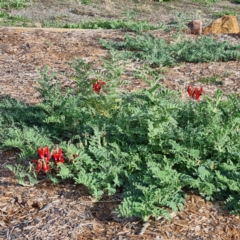 Swainsona formosa (Sturt's Desert Pea) at Lake Cargelligo, NSW - 17 Apr 2022 by AaronClausen