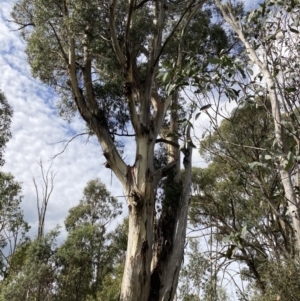 Callocephalon fimbriatum at Tinderry, NSW - suppressed