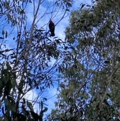 Callocephalon fimbriatum at Tinderry, NSW - suppressed