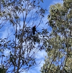 Callocephalon fimbriatum at Tinderry, NSW - suppressed