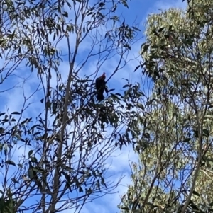 Callocephalon fimbriatum at Tinderry, NSW - suppressed