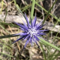 Eryngium ovinum (Blue Devil) at Pearce, ACT - 26 Dec 2021 by George