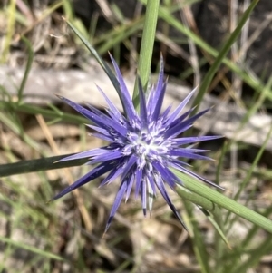 Eryngium ovinum at Pearce, ACT - 26 Dec 2021 10:51 AM