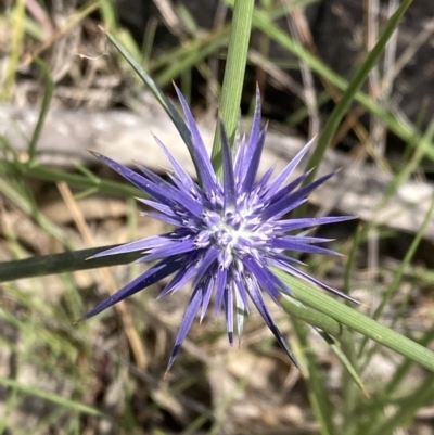 Eryngium ovinum (Blue Devil) at Pearce, ACT - 26 Dec 2021 by George