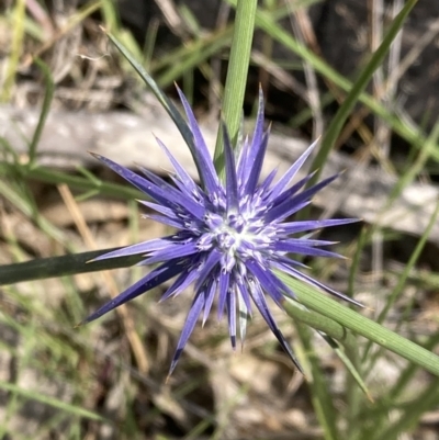 Eryngium ovinum (Blue Devil) at Mount Taylor - 25 Dec 2021 by George