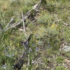 Eryngium ovinum at Pearce, ACT - 26 Dec 2021 10:51 AM