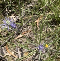 Eryngium ovinum at Pearce, ACT - 26 Dec 2021