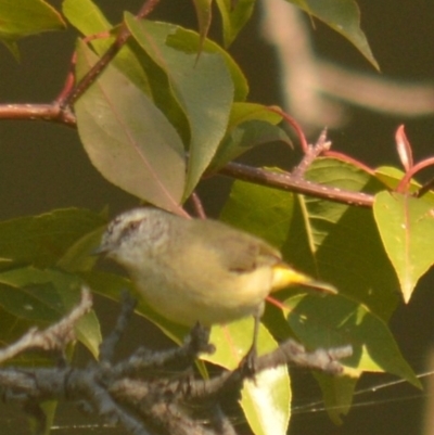 Acanthiza chrysorrhoa (Yellow-rumped Thornbill) at Mount Jerrabomberra - 18 Apr 2022 by TmacPictures