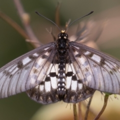 Acraea andromacha (Glasswing) at Sea Acres National Park - 17 Apr 2022 by rawshorty