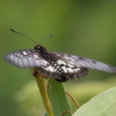 Acraea andromacha at Port Macquarie, NSW - 17 Apr 2022 02:23 PM