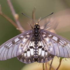 Acraea andromacha at Port Macquarie, NSW - 17 Apr 2022 02:23 PM