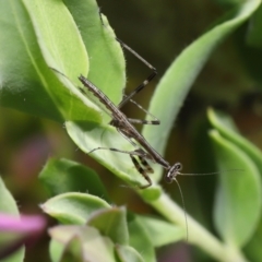 Mantodea sp. (order) at Evatt, ACT - 14 Mar 2022