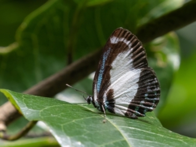 Psychonotis caelius (Small Green-banded Blue) at Port Macquarie, NSW - 17 Apr 2022 by rawshorty