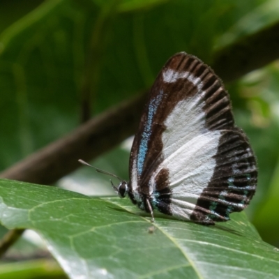 Psychonotis caelius (Small Green-banded Blue) at Sea Acres National Park - 17 Apr 2022 by rawshorty