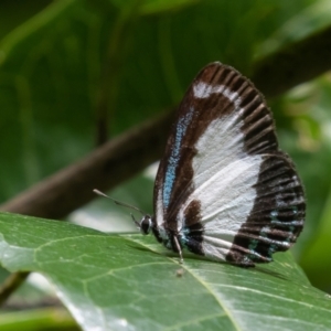 Psychonotis caelius (Small Green-banded Blue) at Port Macquarie, NSW by rawshorty