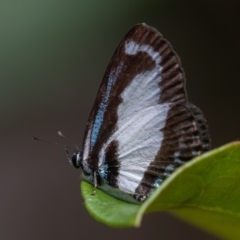 Psychonotis caelius at Port Macquarie, NSW - 17 Apr 2022