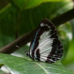 Psychonotis caelius at Port Macquarie, NSW - 17 Apr 2022