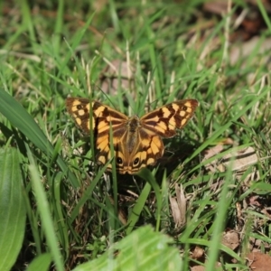 Heteronympha paradelpha at Cook, ACT - 18 Apr 2022 12:26 PM