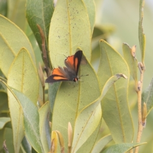 Unidentified Blue & Copper (Lycaenidae) (TBC) at suppressed by rawshorty