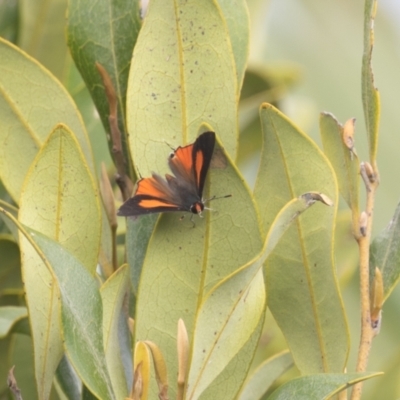 Deudorix diovis (Bright Cornelian) at Port Macquarie, NSW - 17 Apr 2022 by rawshorty