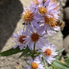 Symphyotrichum novi-belgii (Michaelmas Daisy) at Jagungal Wilderness, NSW - 15 Apr 2022 by Ned_Johnston