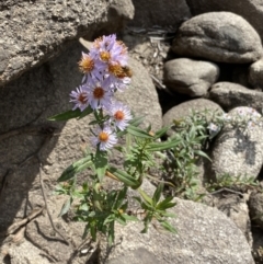 Symphyotrichum novi-belgii at Jagungal Wilderness, NSW - 15 Apr 2022