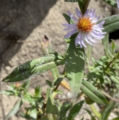 Symphyotrichum novi-belgii at Jagungal Wilderness, NSW - 15 Apr 2022