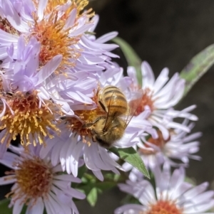 Apis mellifera at Jagungal Wilderness, NSW - 15 Apr 2022