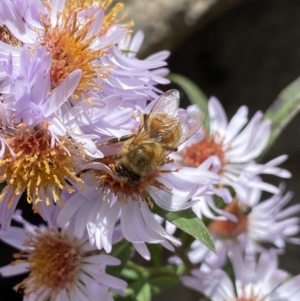 Apis mellifera at Jagungal Wilderness, NSW - 15 Apr 2022