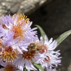 Apis mellifera at Jagungal Wilderness, NSW - 15 Apr 2022