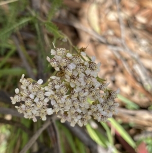 Achillea millefolium at Jagungal Wilderness, NSW - 15 Apr 2022